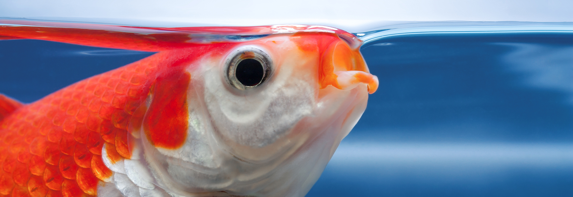 Stability Fish Feed stability in aquaculture - Kaesler